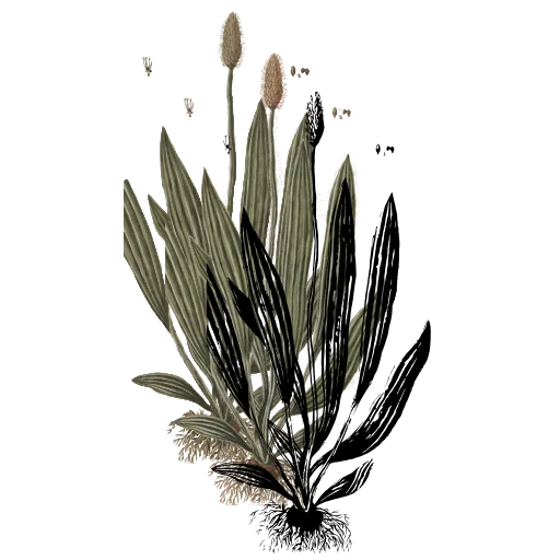 Ribwort plantain 01