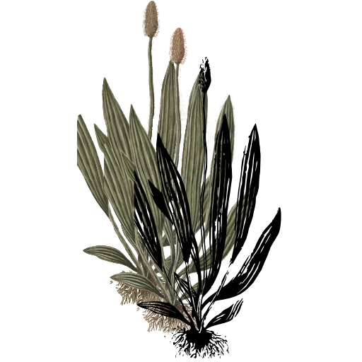 Ribwort plantain 01
