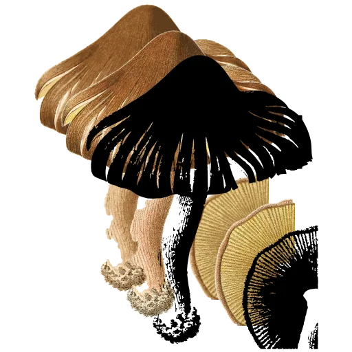 Gilled mushroom cluster