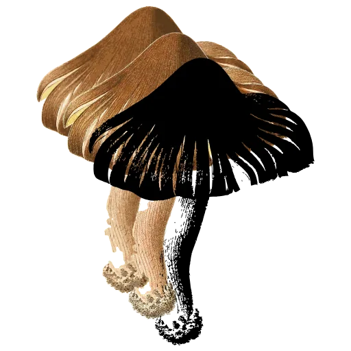 Gilled mushroom cluster