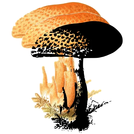 Scaly-capped mushroom
