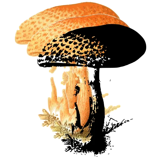 Scaly-capped mushroom