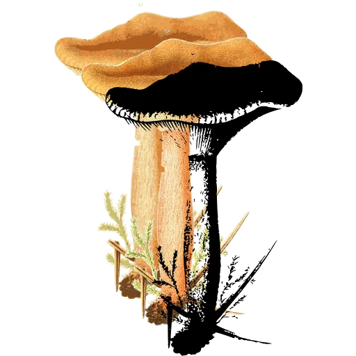 Funnel mushroom in moss