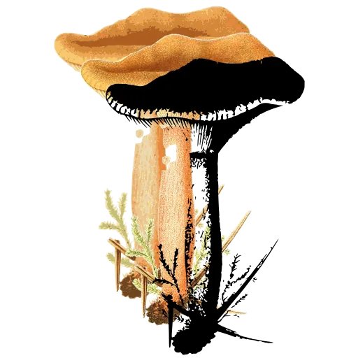 Funnel mushroom in moss