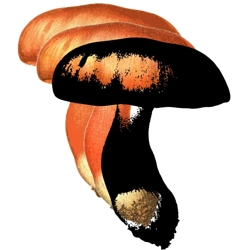 Stout mushroom with rounded cap
