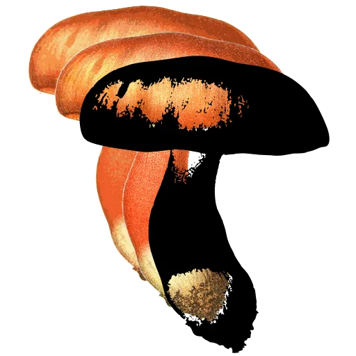 Stout mushroom with rounded cap