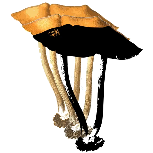 Flat-capped mushroom pair