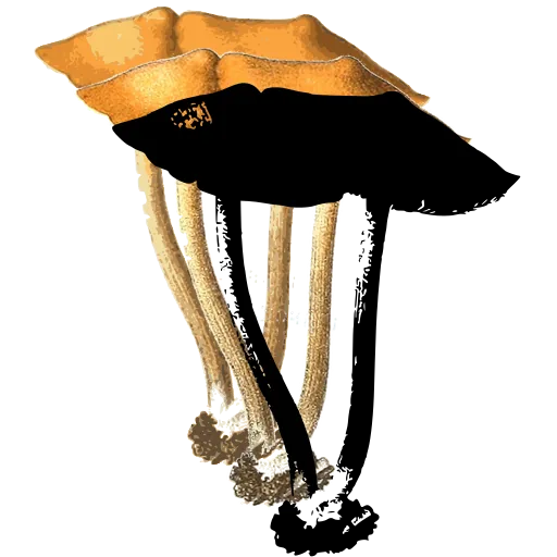 Flat-capped mushroom pair