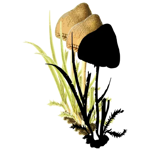 Small toadstools in grass