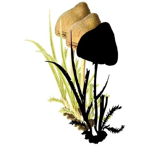 Small toadstools in grass