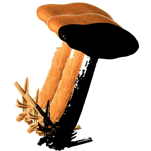 Tilted mushroom