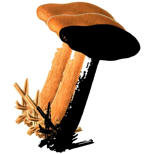 Tilted mushroom