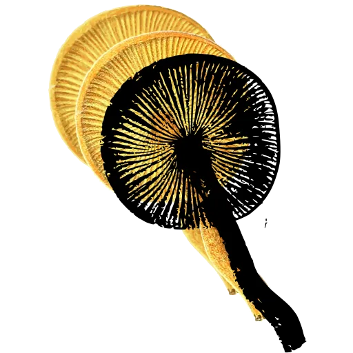 Radiating gills from below