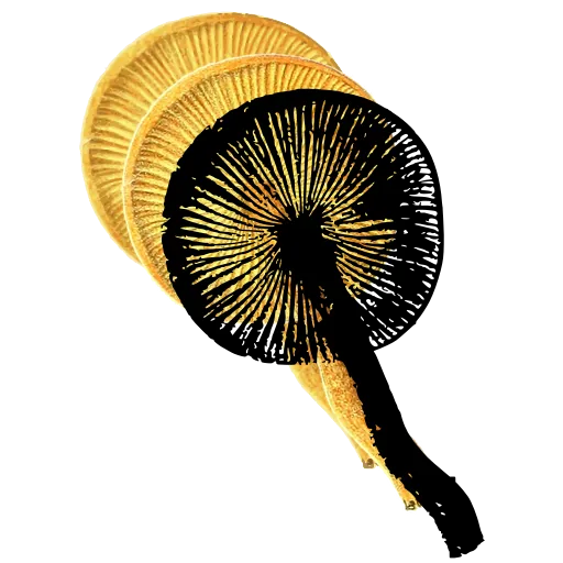 Radiating gills from below