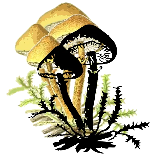 Three mushrooms in moss