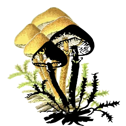 Three mushrooms in moss