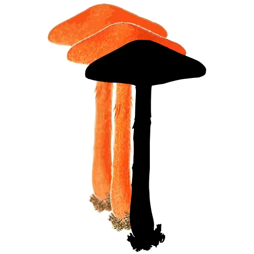 Bell-capped toadstool