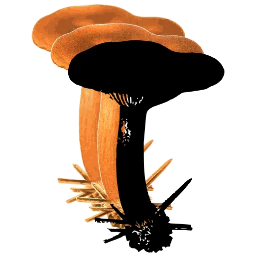 Mushroom with gilled cap