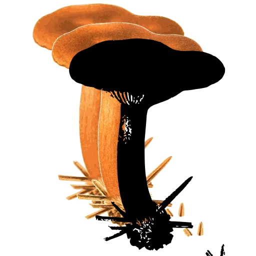 Mushroom with gilled cap