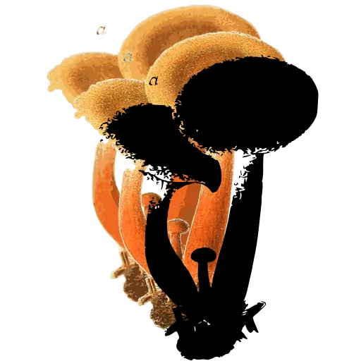 Mushroom pair with sprout