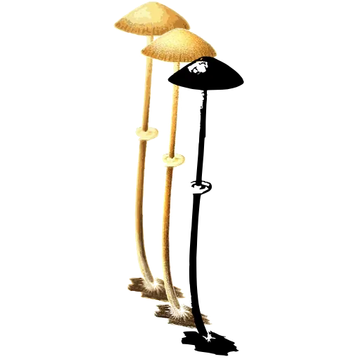 Tiny toadstool on a long stem
