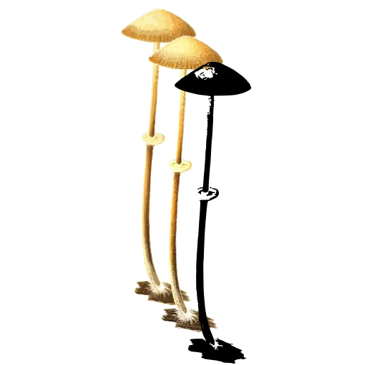 Tiny toadstool on a long stem