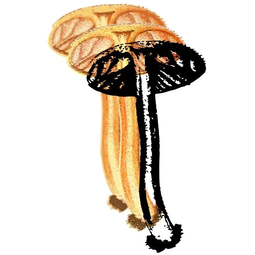 Striped-cap mushroom