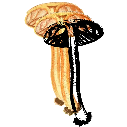 Striped-cap mushroom