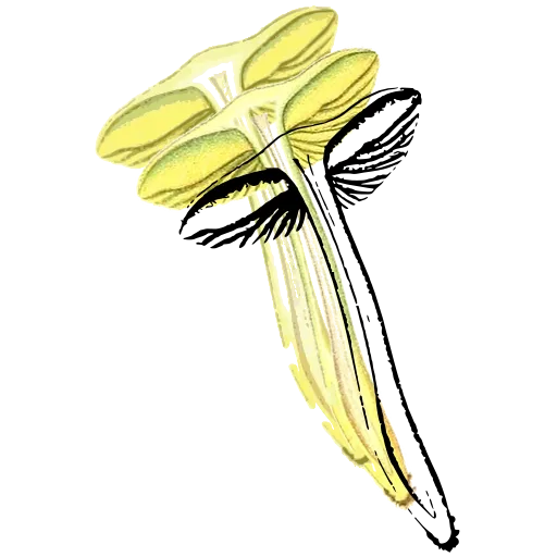 Mushroom in outline section