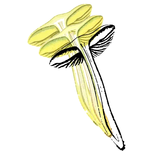 Mushroom in outline section