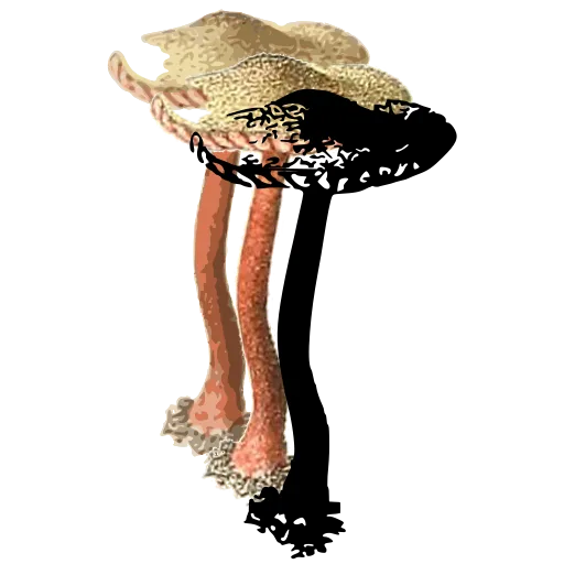 Scaly toadstool