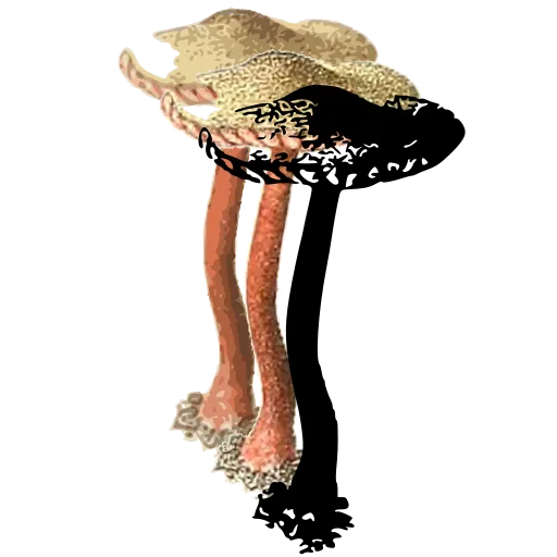Scaly toadstool