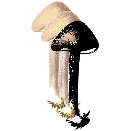 Domed toadstool
