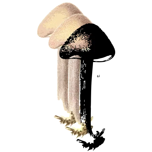 Domed toadstool