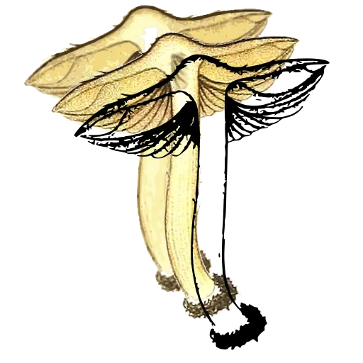 Mushroom with upturned cap