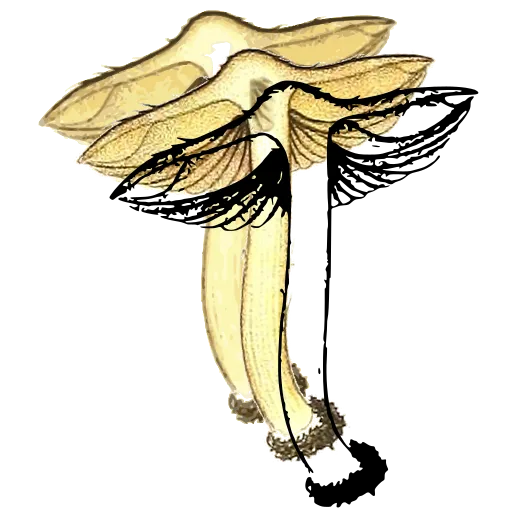 Mushroom with upturned cap