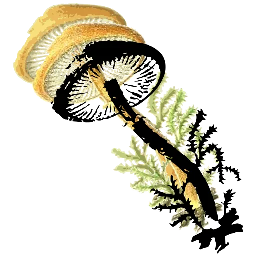 Mushroom in moss 02