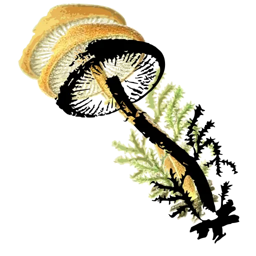 Mushroom in moss 02