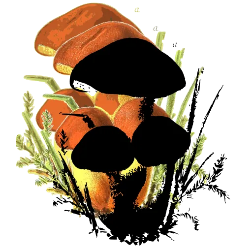 Mushroom family in grass