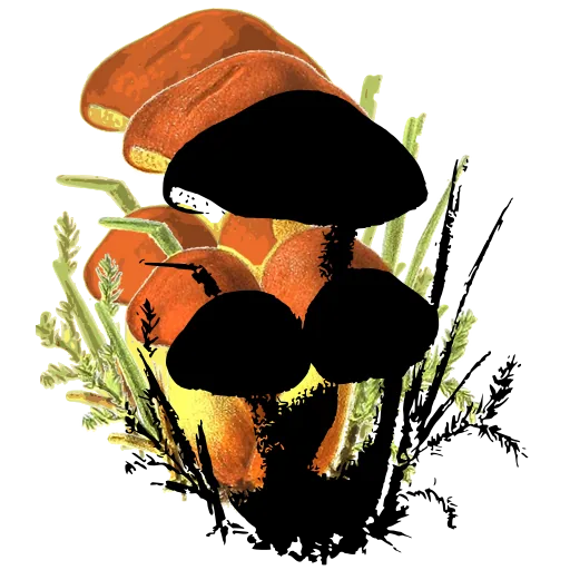 Mushroom family in grass