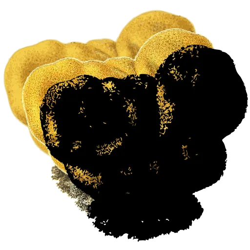 Brain fungus