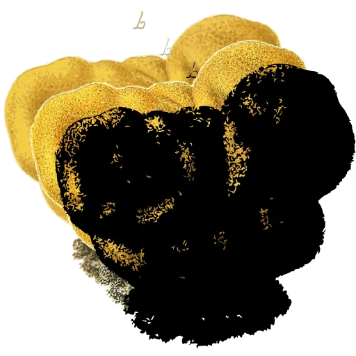 Brain fungus