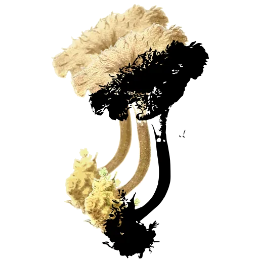 Shaggy-capped mushroom on a bent stem