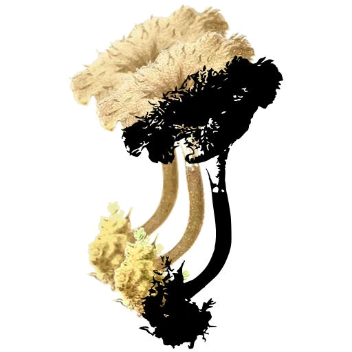 Shaggy-capped mushroom on a bent stem