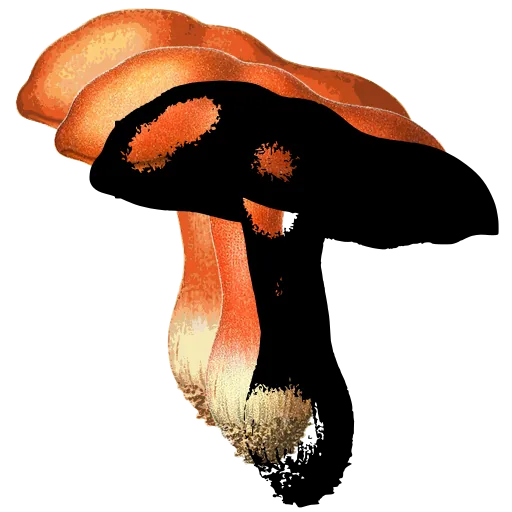 Bolete with swollen stem
