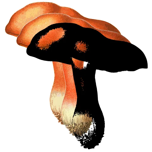 Bolete with swollen stem