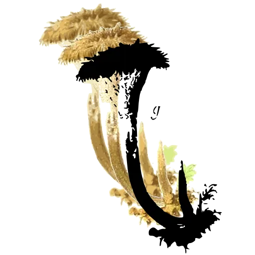 Fringed-cap mushroom