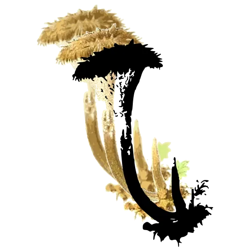Fringed-cap mushroom