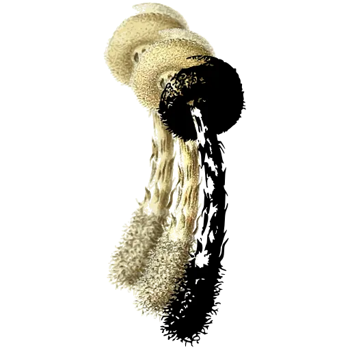 Hairy-stemmed toadstool 01