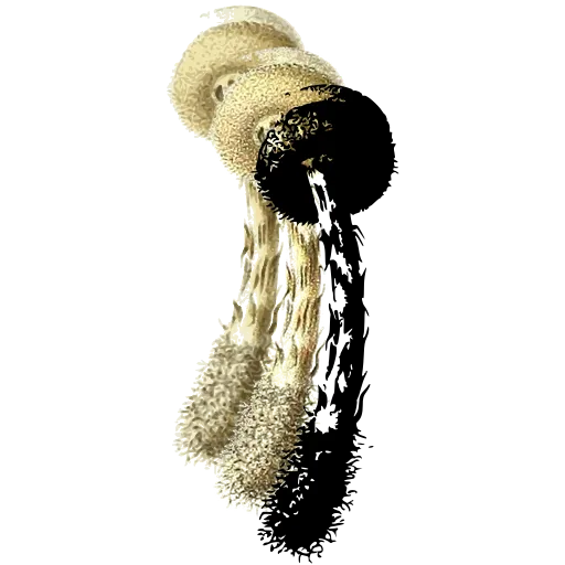Hairy-stemmed toadstool 01